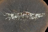 Fossil Shrimp (Belotelson) Nodule (Pos/Neg) - Mazon Creek #113231-1